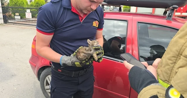 Otomobilin motoruna yavru kedi girdi, telefondan açılan anne kedi sesiyle kurtarıldı Karabük Haberleri Habertürk Yerel Haberler