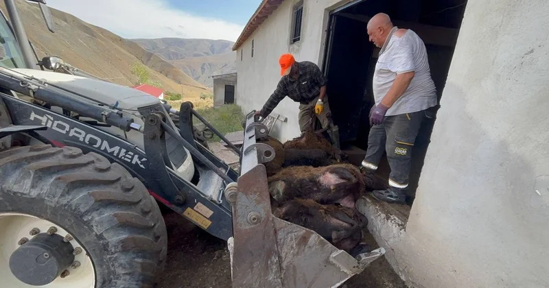 Hepsini tek gecede telef etti! Kurt değil