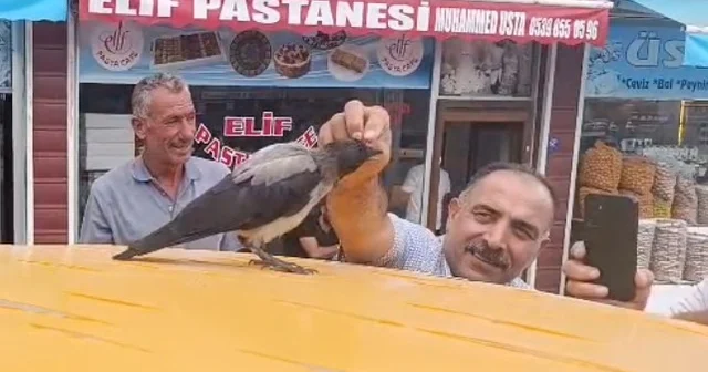 Adilcevaz da kasap ile karga arasındaki sıra dışı dostluk gülümsetti Bitlis Haberleri Habertürk Yerel Haberler