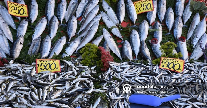 Sezonun ilk balık fiyatları belli oldu Sözcü Gazetesi