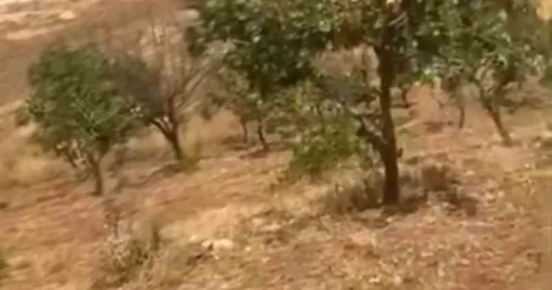 Siirt’te yaban domuzları 20 yıllık fıstık ağaçlarına zarar verdi