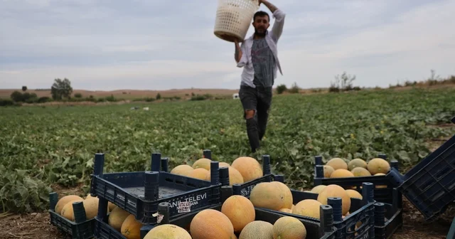 Adanalı üretici aracısız kavunları pazarda tüketiciye uygun fiyattan sunuyor Tarladan sofraya aracısız kavunun kilosunu 15 20 liradan satılıyor Adana Haberleri Habertürk Yerel Haberler
