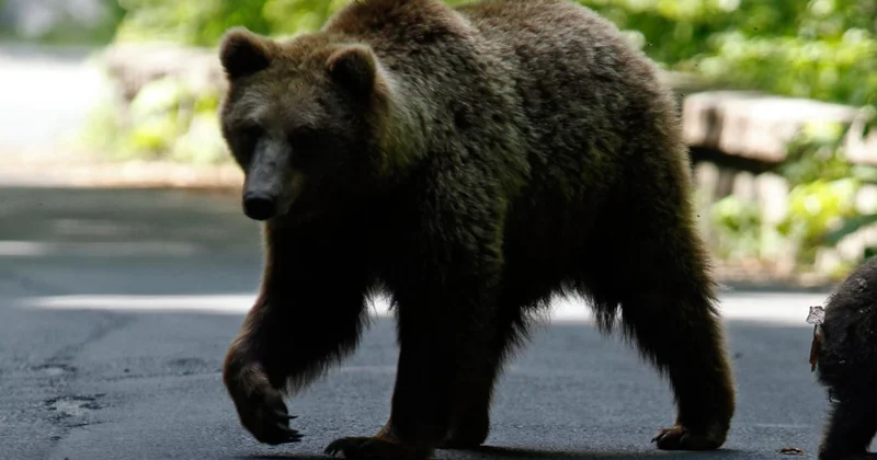 Japonya, ayıları avlamak için avcı kiralayacak