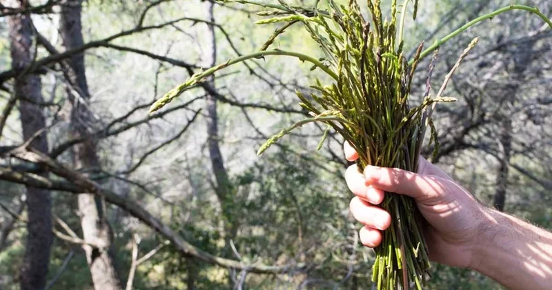 Dünyanın en pahalı sebzesi, Türkler yüzüne bakmıyor! Avrupa da kilosu 1.000 Euro ya satılıyor Sözcü Gazetesi