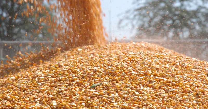 TİGEM 1400 ton dane mısır satacak