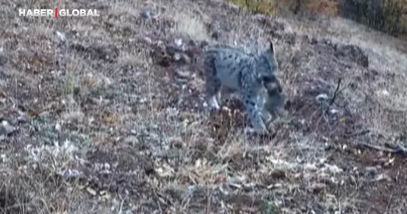 Yer Tunceli: Ormanın hayaleti bu sefer avlanırken yakından görüntülendi!