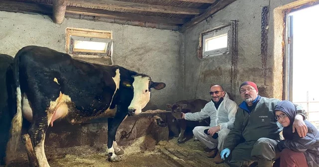 Genetik mühendislikle süt alerjisi taşımayan buzağılar dünyaya geldi Aksaray Haberleri