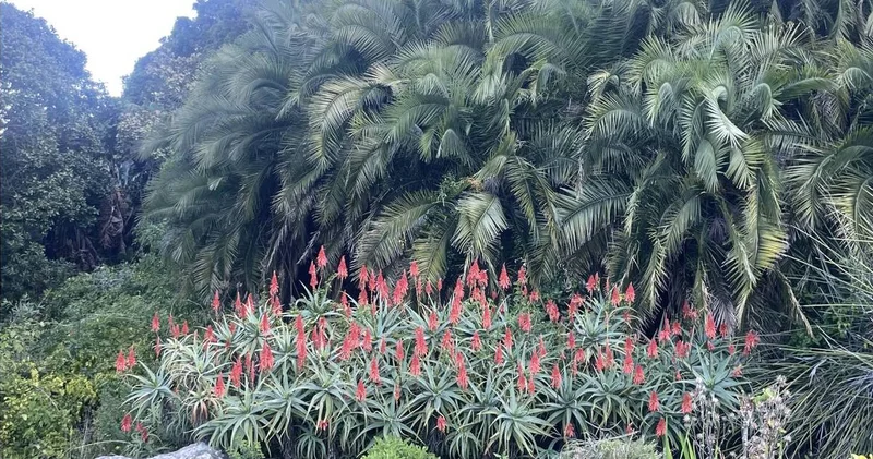 Afrika nın güneybatı ucunda bir dünya mirası: Cape Flora Krallığı