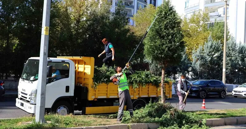 Kent genelinde ağaç budama çalışmaları başladı