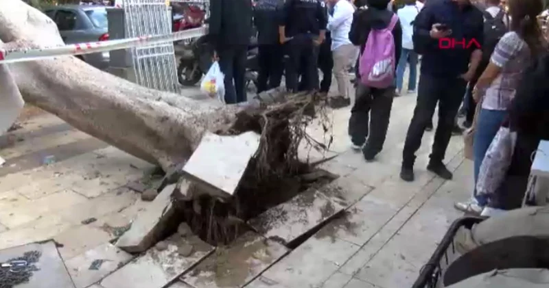 Ağaç 5 otomobilin üzerine devrildi: Milyonlarca liralık hasar oluştu