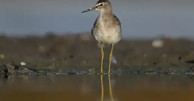 Göçmen kuşlar Kocaçay Deltası’nda mola verdi VİDEO İZLE