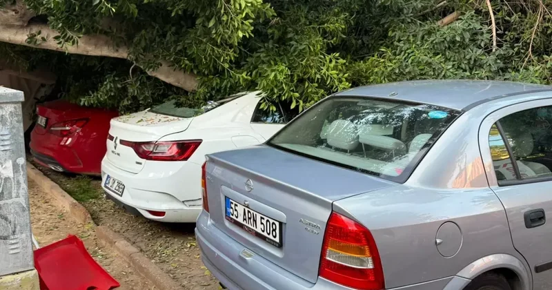30 Yıllık Ağaç, 5 Aracın Üzerine Devrildi
