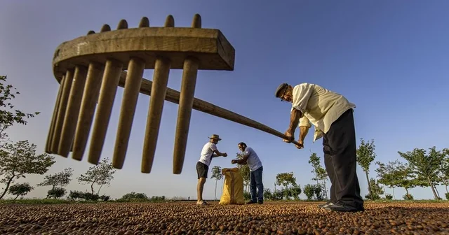 3 lü kıskaçtaki fındıkta kuraklığa karşı sulama sistemi önerisi Trabzon Haberleri