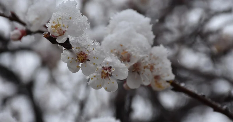 Zirai dondan etkilenen üreticilere destek ödemesi sürüyor