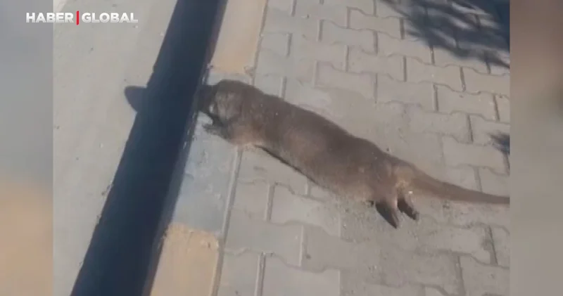 Karabük te sudan çıkan su samuruna araç böyle çarptı