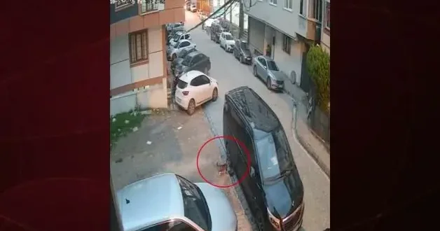 Sokakta gezen bir kedi öyle bir şey yaptı ki...