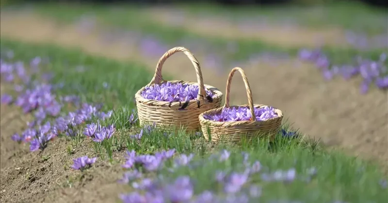 1 Kasım da başlıyor! Safranbolu’da safran imecesi: Katılımcılar tüm süreçleri deneyimleyecek