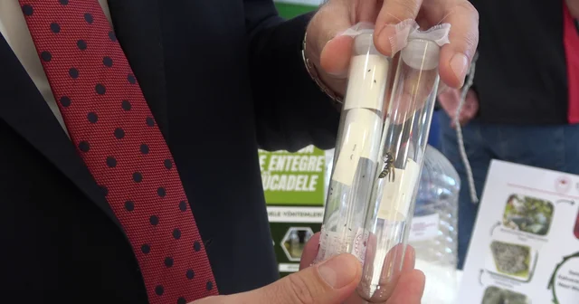 Samuray arısı, eşek arısı değil; kahverengi kokarcanın doğal düşmanı Samsun Haberleri