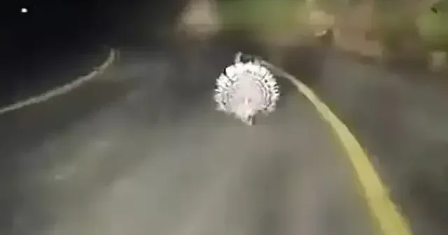 Menteşe’de oklu kirpiler kamerada VİDEO İZLE