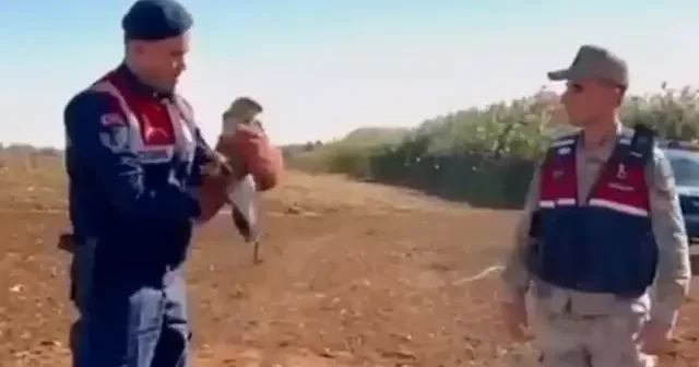 Yaralı bulunan kızıl şahin koruma altına alındı VİDEO İZLE