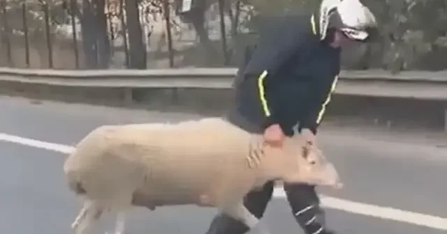 Ümraniye de otoyola koyun girdi: O anlar kayıt altında VİDEO İZLE