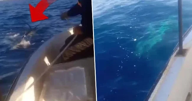 Akdeniz açıklarında görüldü! Tekneyle aynı uzunlukta: Böylesini ilk defa gördüm, çok korktuk