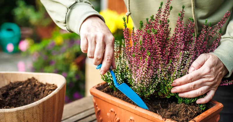Bir kere dikin karda kışta bile çiçek açıyor: İşte kışın bile açan 9 bitki Sözcü Gazetesi