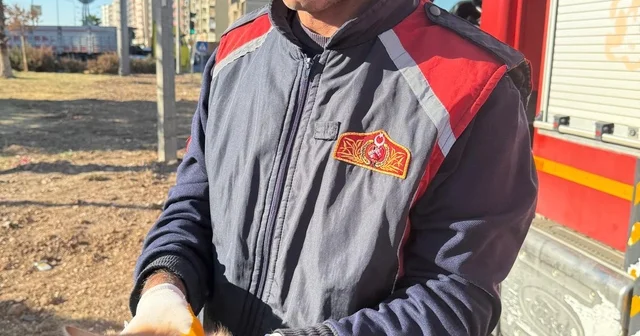 Mardin de ağaçta mahsur kalan kedi itfaiye ekiplerince kurtarıldı Mardin Haberleri