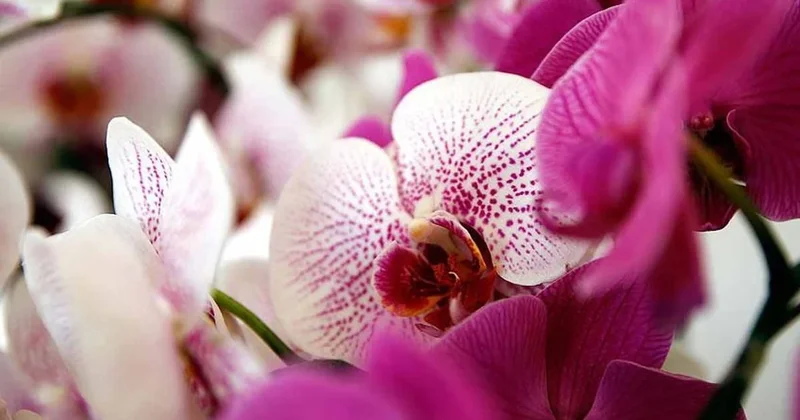 Orkideyi asla bu şekilde sulamayın: Ölür Sözcü Gazetesi