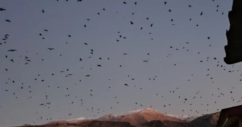 İlçede inanılmaz görüntü... Binlercesi gökyüzünü kapladı