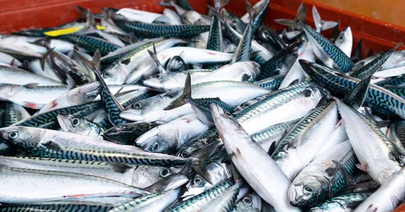 Balıkçılar tezgaha koyduğu an etrafı salatalık kokusu sarıyor: Kılçığıyla, kafasıyla yenen bu balık meğer şifa deposuymuş Sözcü Gazetesi