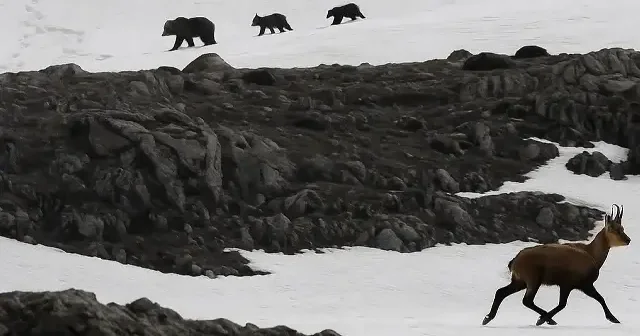 Munzur Dağı’nda nefes kesen anlar: Boz ayıdan kaçan dağ keçileri kamerada VİDEO İZLE
