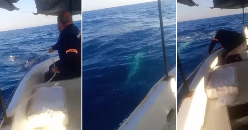 Korku dolu anlar! Dev köpek balığı balıkçı teknesine dolandı: Tekneyle aynı boydaydı