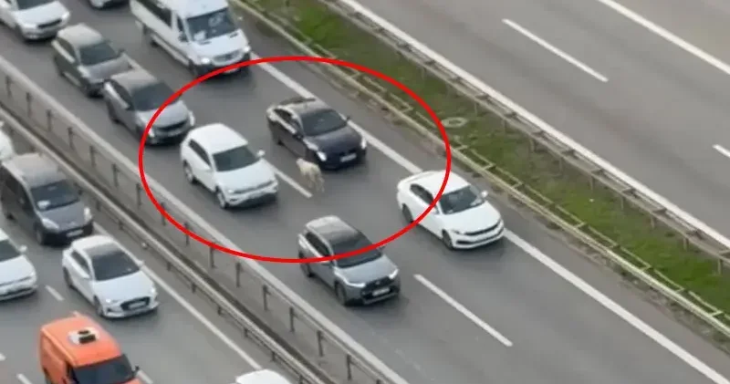 Ümraniye de otoyol üzerinde ilerleyen koyun, sürücülere zor anlar yaşattı