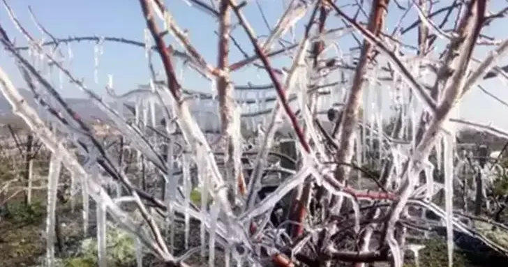 Tarım ve Orman Bakanlığından üreticilere 20 milyar 423 milyon lira zirai don desteği