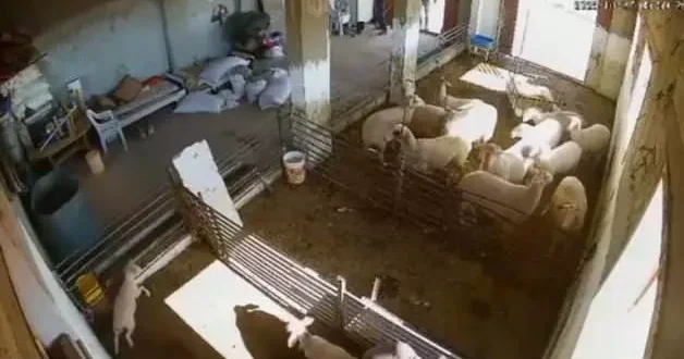 Siyonistlerin vahşeti kan dondurdu! Hayvanla bunu yapan insana ne yapmaz!