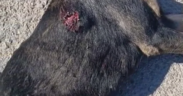 Tabanca ile vurulan sahipsiz köpek öldü Hatay Haberleri