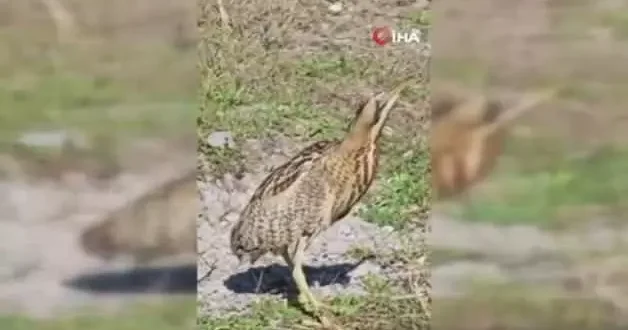 Artvin’de sürpriz misafir: Nesli tükenme tehlikesindeki gizemli kuş ilk kez görüntülendi