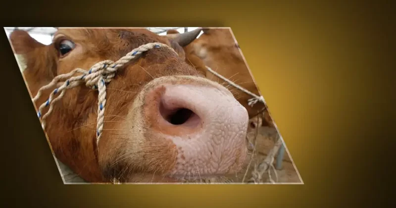 Türkiye de deli dana hastalığı paniği! Deli dana hastalığı nasıl bulaşır, deli dana hatalığı belirtileri nelerdir, deli dana hastalığı insana bulaşır mı?