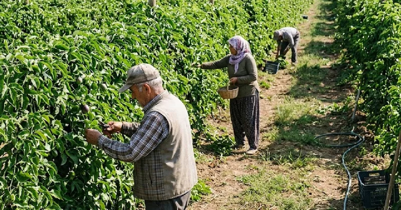 Brezilya nın hazinesi artık Türkiye de: İki ilde üretim üssü kuruldu Sözcü Gazetesi