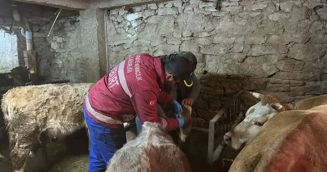 Aydıntepe de şap aşılama ve küpeleme çalışmaları yeni yerleşimlerde devam ediyor Bayburt Haberleri Habertürk Yerel Haberler