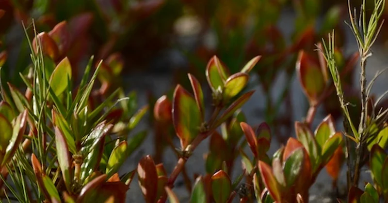 Yıllardır kullanılıyordu, etkisini bilim de kanıtlandı Sözcü Gazetesi