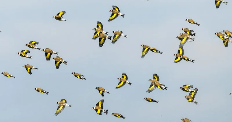 Saka kuşları sürüler halinde görüntülendi