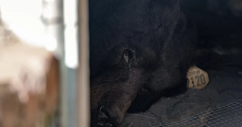 ABD nin California eyaletinde bir ayı, bir aydan fazla süredir evin altında yaşıyor