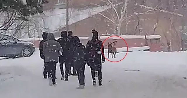 Okul bahçesine giren kurt köpeği öğrencilere saldırdı; 3 yaralı Erzurum Haberleri