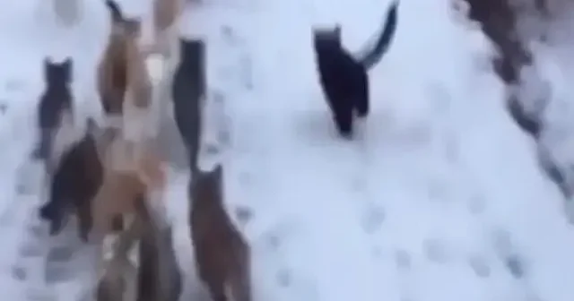 Erzincan da yürekleri ısıtan görüntüler: Kış günü yiyecek bulamayan kedileri böyle besledi VİDEO İZLE