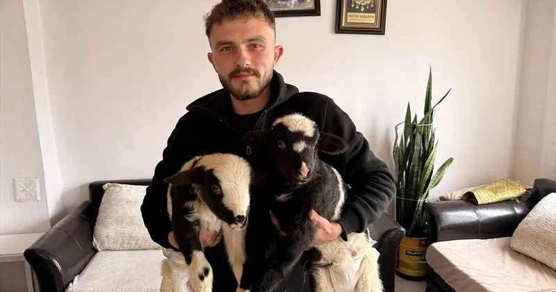 Yılın son gününün en iç ısıtan görüntüsü: İki kuzuya evinde bebek gibi bakıyor!