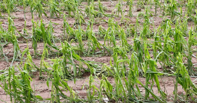 TARSİM tarafından teminat altına alınacak ürün ve riskler belirlendi