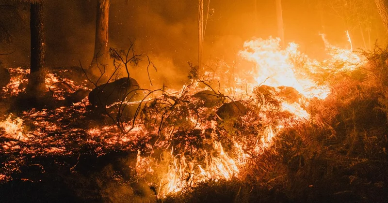 AB ormanları 2025 teki yangınlarda kayıtlardaki en büyük kaybı yaşadı