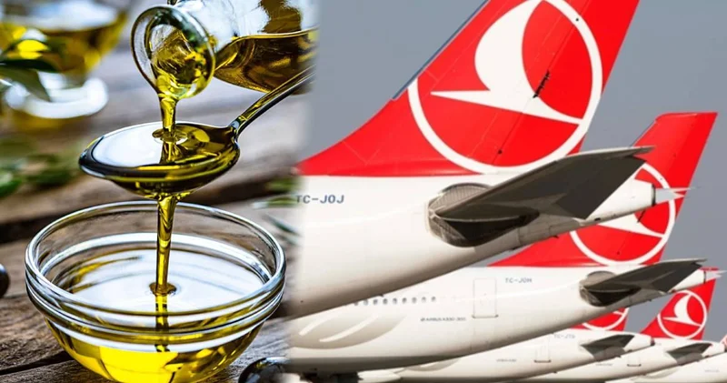 THY dünyanın en eski zeytinyağının peşine düştü